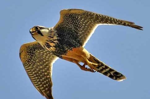 De La Plaine De Chaouia - pointer / faucon