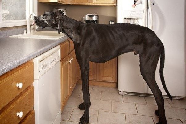 De La Plaine De Chaouia - le plus grand chien du monde