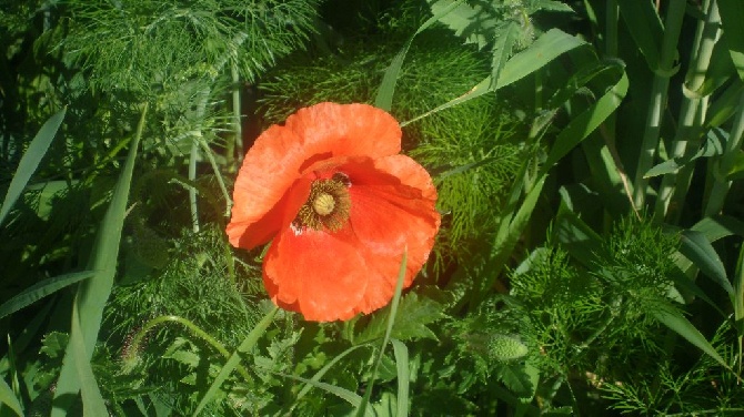 De La Plaine De Chaouia - chasse/nature