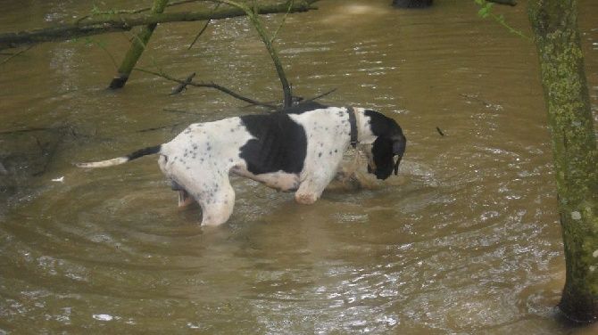 De La Plaine De Chaouia - le pointer pêcheur !