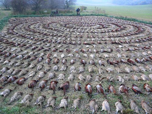 De La Plaine De Chaouia - chasse ou massacre ?