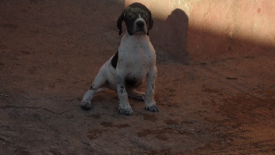 De La Plaine De Chaouia - naissance pointer anglais.