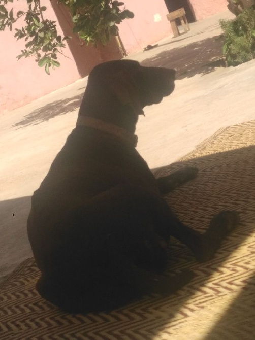 De La Plaine De Chaouia - vie de chien !