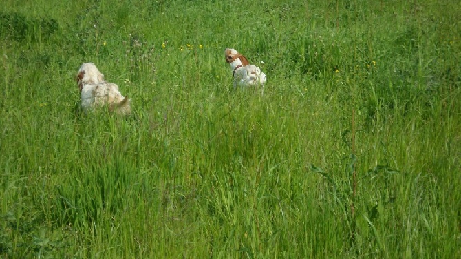 De La Plaine De Chaouia - setter et pointer fréres ennemis !